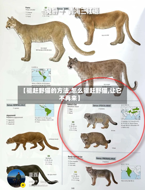 【驱赶野猫的方法,怎么驱赶野猫,让它不再来】