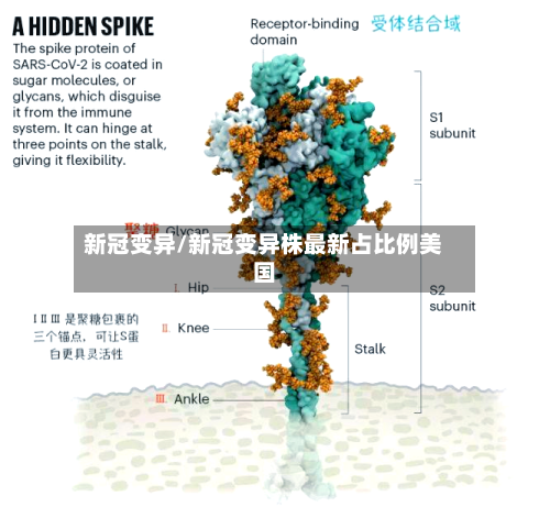 新冠变异/新冠变异株最新占比例美国