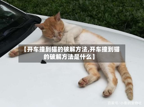 【开车撞到猫的破解方法,开车撞到猫的破解方法是什么】