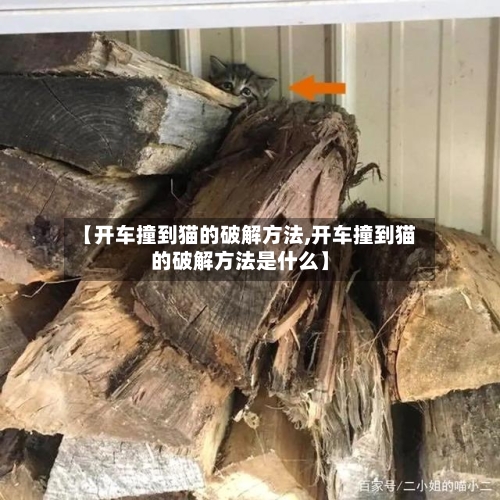 【开车撞到猫的破解方法,开车撞到猫的破解方法是什么】-第2张图片
