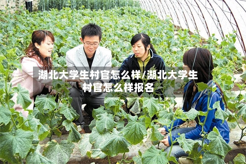 湖北大学生村官怎么样/湖北大学生村官怎么样报名-第2张图片